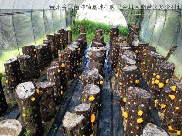 贵州金耳菌种植基地在哪里金耳菌能带来多少利润第1张-蔬菜基地绿色种植产业带