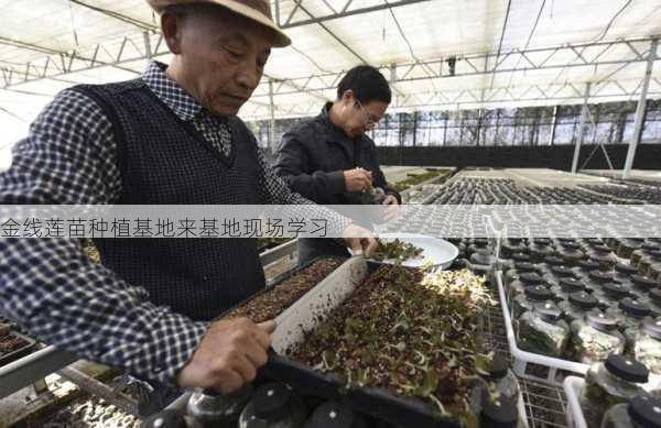 金线莲苗种植基地来基地现场学习第1张-蔬菜基地绿色种植产业带