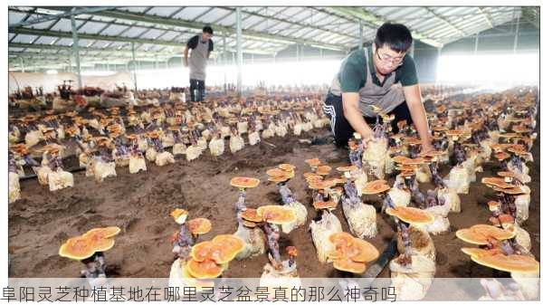 阜阳灵芝种植基地在哪里灵芝盆景真的那么神奇吗第2张-蔬菜基地绿色种植产业带