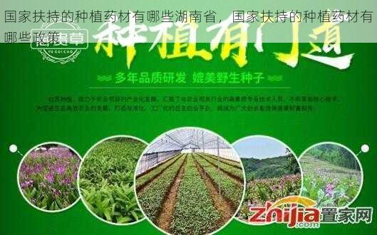 国家扶持的种植药材有哪些湖南省，国家扶持的种植药材有哪些政策第1张-蔬菜基地绿色种植产业带