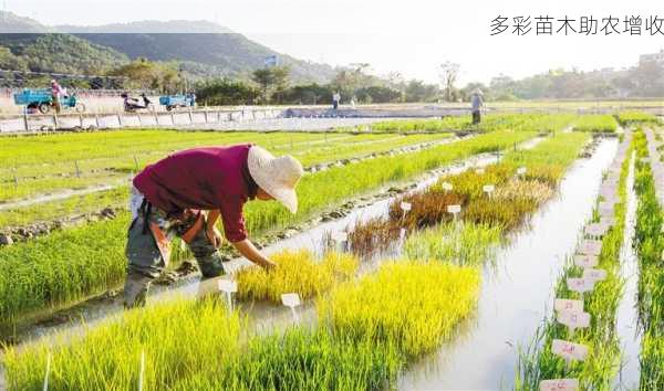 多彩苗木助农增收第1张-蔬菜基地绿色种植产业带