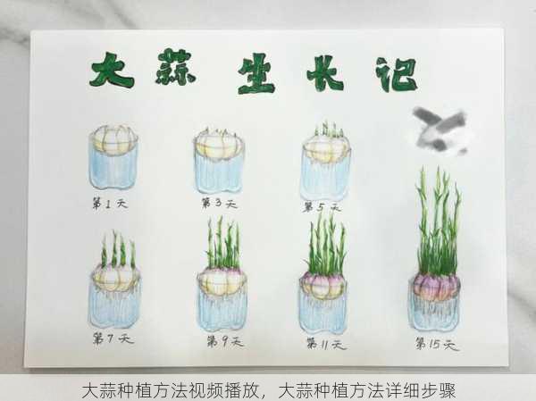 大蒜种植方法视频播放，大蒜种植方法详细步骤第2张-蔬菜基地绿色种植产业带