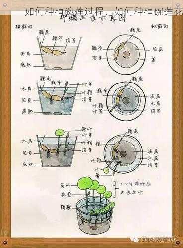 如何种植碗莲过程，如何种植碗莲花第1张-蔬菜基地绿色种植产业带