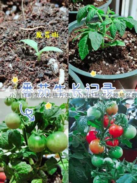 小西红柿怎么种植方法，小西红柿怎么种植盆栽第1张-蔬菜基地绿色种植产业带