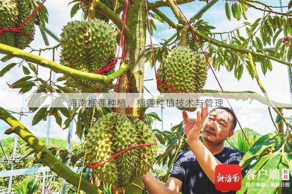 海南榴莲种植，榴莲种植技术与管理第2张-蔬菜基地绿色种植产业带