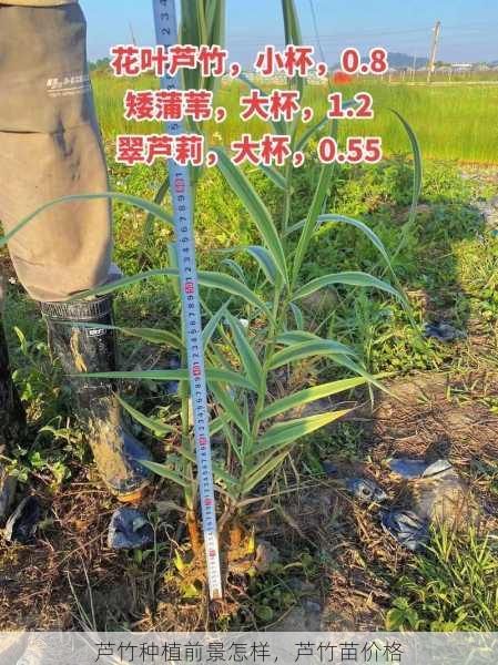 芦竹种植前景怎样，芦竹苗价格第1张-蔬菜基地绿色种植产业带