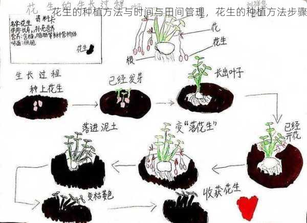 花生的种植方法与时间与田间管理，花生的种植方法步骤第1张-蔬菜基地绿色种植产业带