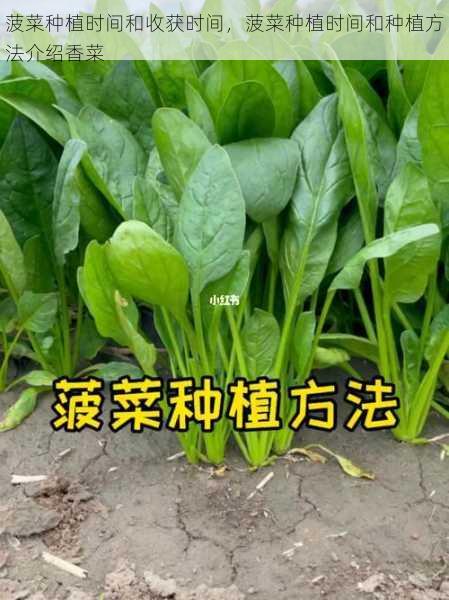 菠菜种植时间和收获时间，菠菜种植时间和种植方法介绍香菜第2张-蔬菜基地绿色种植产业带