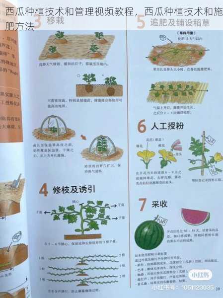 西瓜种植技术和管理视频教程，西瓜种植技术和施肥方法第2张-蔬菜基地绿色种植产业带