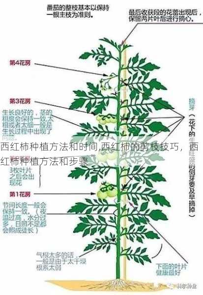 西红柿种植方法和时间,西红柿的剪枝技巧，西红柿种植方法和步骤第2张-蔬菜基地绿色种植产业带