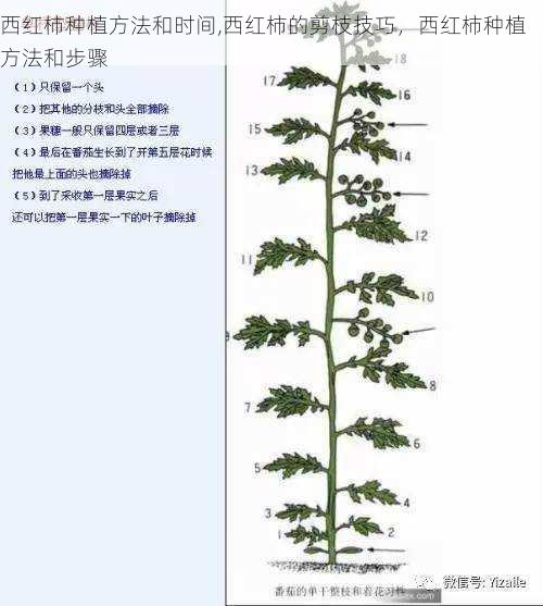 西红柿种植方法和时间,西红柿的剪枝技巧，西红柿种植方法和步骤第1张-蔬菜基地绿色种植产业带