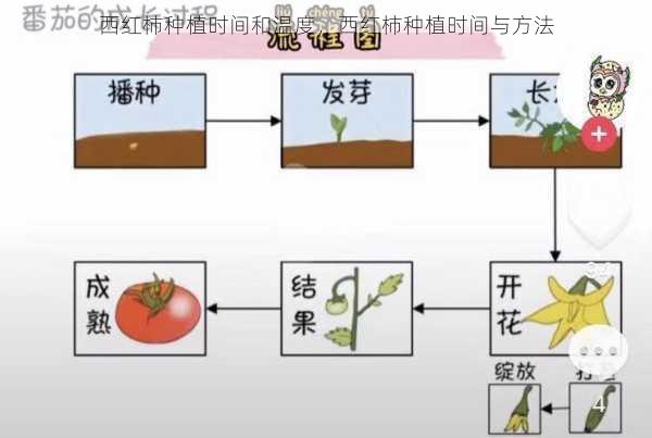 西红柿种植时间和温度，西红柿种植时间与方法第1张-蔬菜基地绿色种植产业带