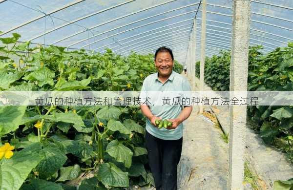 黄瓜的种植方法和管理技术，黄瓜的种植方法全过程第2张-蔬菜基地绿色种植产业带