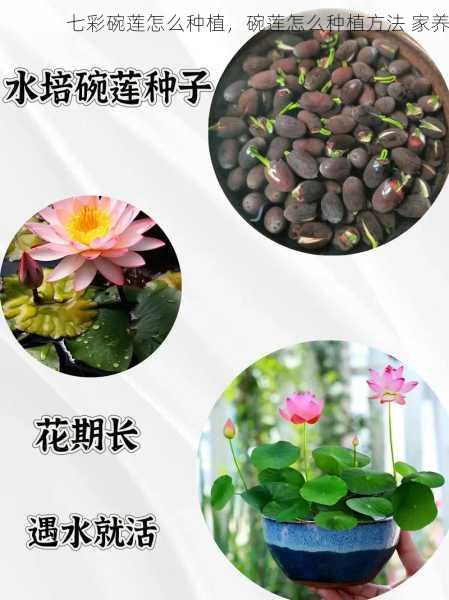 七彩碗莲怎么种植，碗莲怎么种植方法 家养第1张-蔬菜基地绿色种植产业带