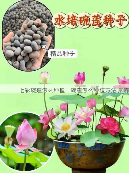 七彩碗莲怎么种植，碗莲怎么种植方法 家养第2张-蔬菜基地绿色种植产业带