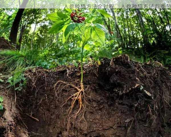 人参种植方法全过程，人参种植方法与季节第1张-蔬菜基地绿色种植产业带