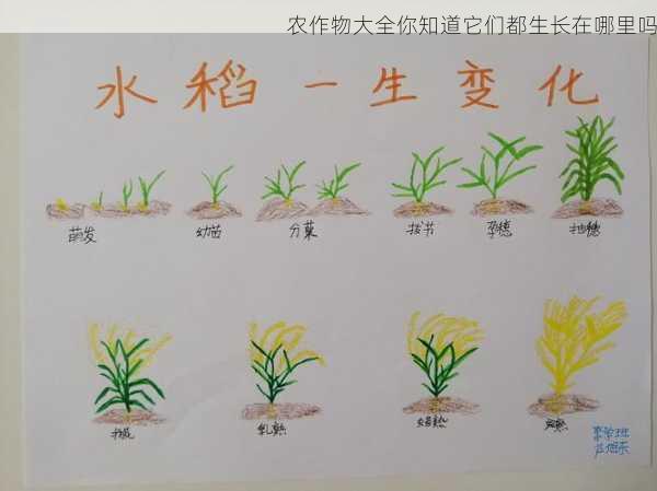 农作物大全你知道它们都生长在哪里吗第2张-蔬菜基地绿色种植产业带