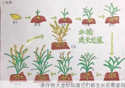 农作物大全你知道它们都生长在哪里吗第1张-蔬菜基地绿色种植产业带