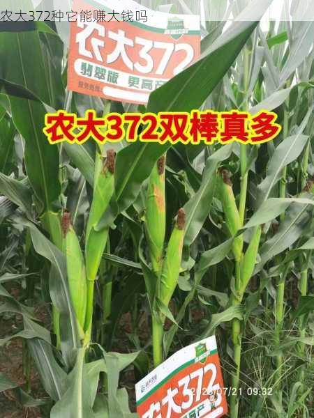 农大372种它能赚大钱吗第2张-蔬菜基地绿色种植产业带