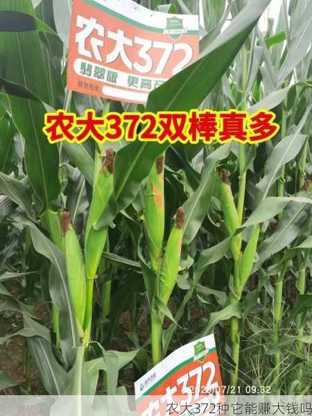 农大372种它能赚大钱吗第1张-蔬菜基地绿色种植产业带