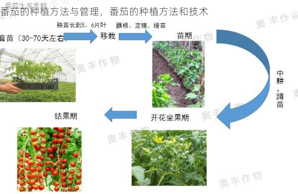 番茄的种植方法与管理，番茄的种植方法和技术第1张-蔬菜基地绿色种植产业带