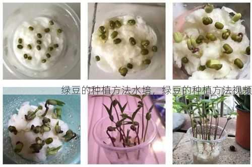 绿豆的种植方法水培，绿豆的种植方法视频第1张-蔬菜基地绿色种植产业带