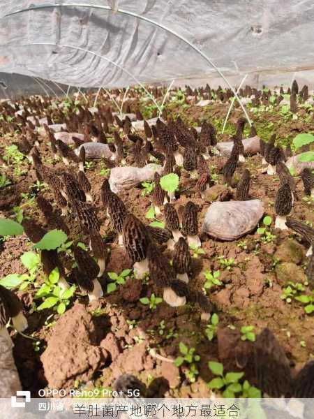 羊肚菌产地哪个地方最适合第1张-蔬菜基地绿色种植产业带