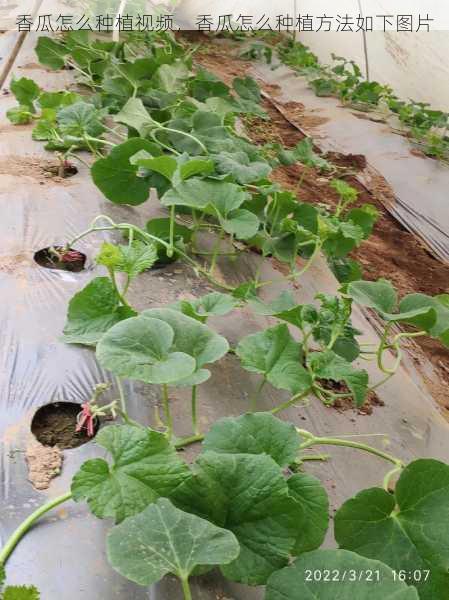 香瓜怎么种植视频，香瓜怎么种植方法如下图片第1张-蔬菜基地绿色种植产业带