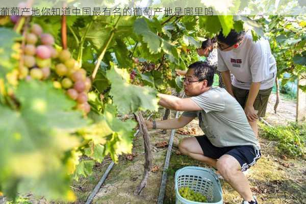 葡萄产地你知道中国最有名的葡萄产地是哪里吗第1张-蔬菜基地绿色种植产业带