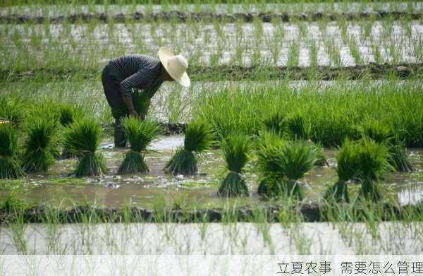 立夏农事  需要怎么管理第2张-蔬菜基地绿色种植产业带