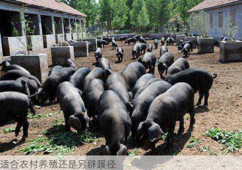 适合农村养殖还是另辟蹊径第1张-蔬菜基地绿色种植产业带