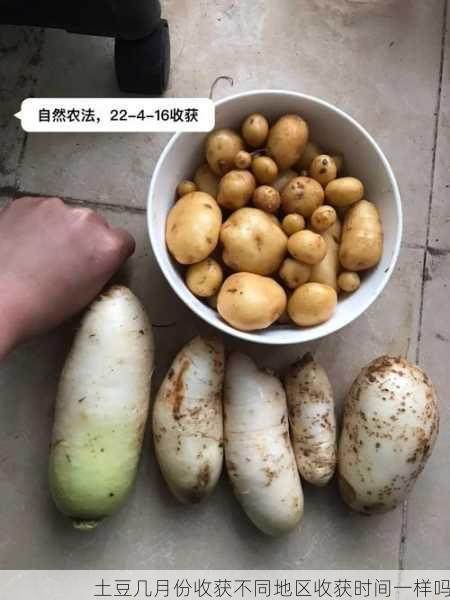 土豆几月份收获不同地区收获时间一样吗第1张-蔬菜基地绿色种植产业带