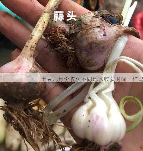 土豆几月份收获不同地区收获时间一样吗第2张-蔬菜基地绿色种植产业带