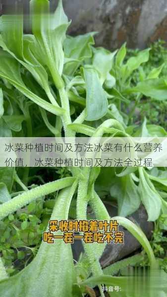 冰菜种植时间及方法冰菜有什么营养价值，冰菜种植时间及方法全过程第2张-蔬菜基地绿色种植产业带