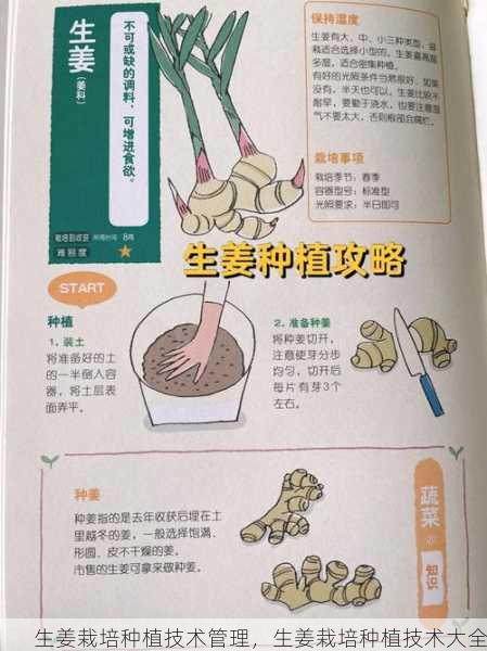 生姜栽培种植技术管理，生姜栽培种植技术大全第2张-蔬菜基地绿色种植产业带