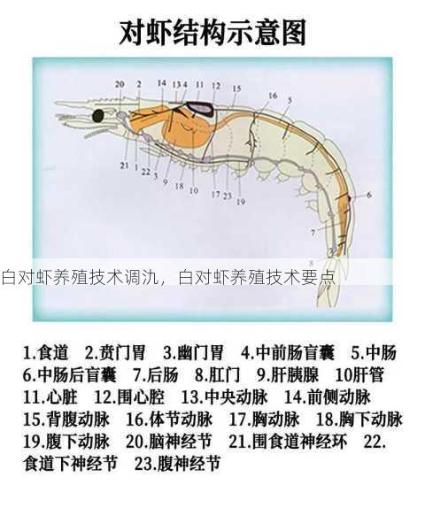 白对虾养殖技术调氿，白对虾养殖技术要点第1张-蔬菜基地绿色种植产业带