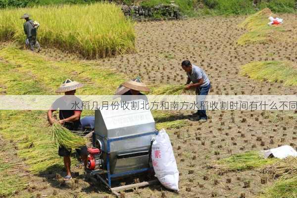 水稻几月份收割北方和南方水稻收割时间有什么不同第1张-蔬菜基地绿色种植产业带