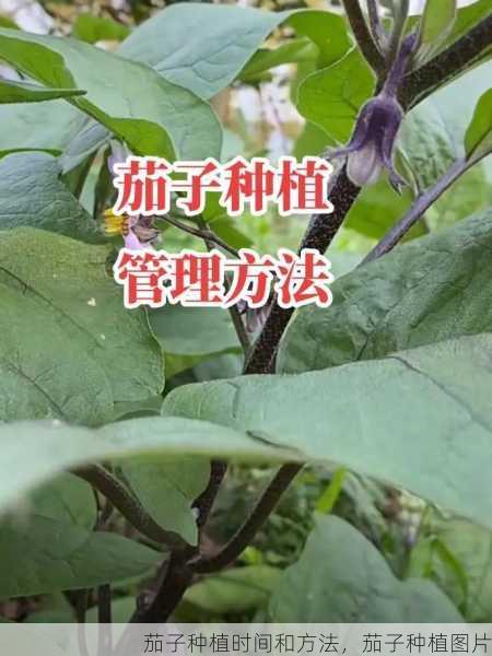 茄子种植时间和方法，茄子种植图片第2张-蔬菜基地绿色种植产业带