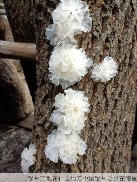 银耳产地在什么地方中国银耳之乡在哪里第1张-蔬菜基地绿色种植产业带