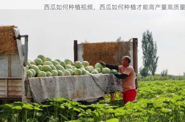 西瓜如何种植视频，西瓜如何种植才能高产量高质量第1张-蔬菜基地绿色种植产业带