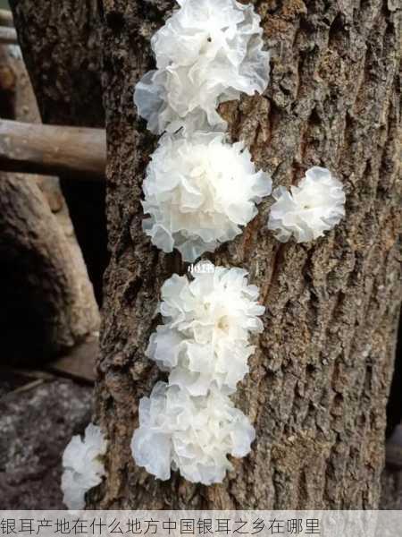 银耳产地在什么地方中国银耳之乡在哪里第2张-蔬菜基地绿色种植产业带