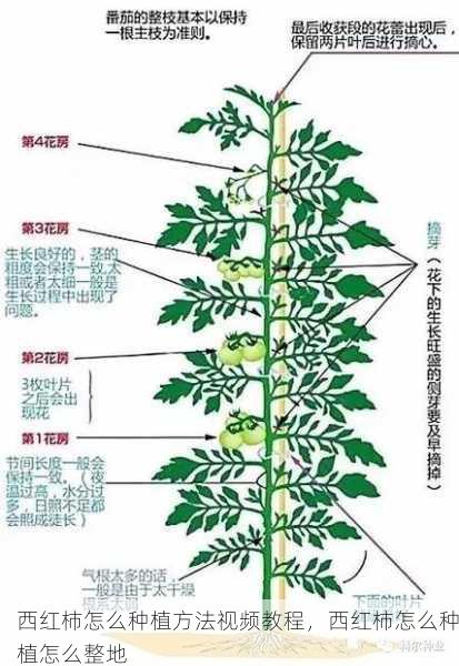 西红柿怎么种植方法视频教程，西红柿怎么种植怎么整地第2张-蔬菜基地绿色种植产业带