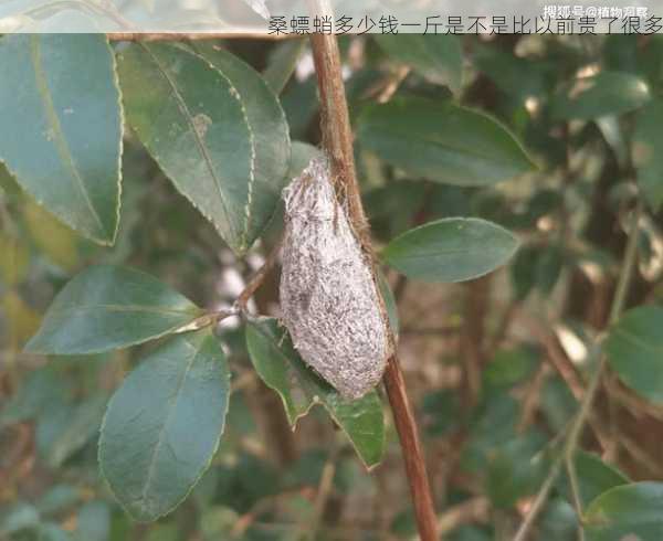 桑螵蛸多少钱一斤是不是比以前贵了很多第2张-蔬菜基地绿色种植产业带