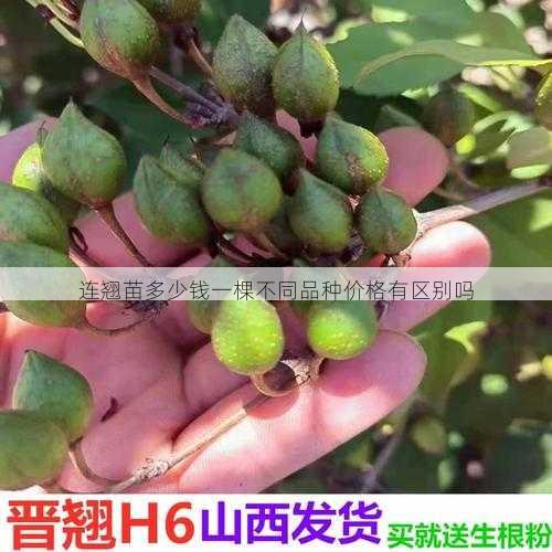 连翘苗多少钱一棵不同品种价格有区别吗第2张-蔬菜基地绿色种植产业带