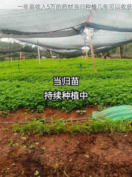 一年亩收入5万的药材当归种植几年可以收获第2张-蔬菜基地绿色种植产业带