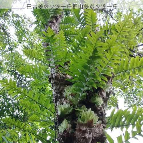 巴岩姜多少钱一斤野山姜多少钱一斤第1张-蔬菜基地绿色种植产业带