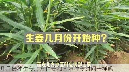 几月份种生姜北方种姜和南方种姜时间一样吗第1张-蔬菜基地绿色种植产业带