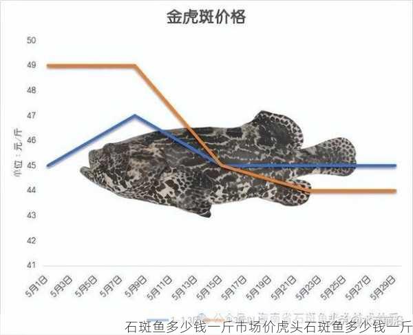 石斑鱼多少钱一斤市场价虎头石斑鱼多少钱一斤第2张-蔬菜基地绿色种植产业带