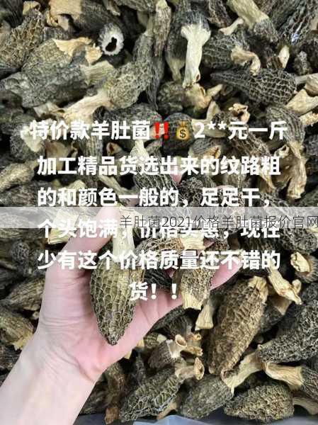 羊肚菌2021价格羊肚菌报价官网第1张-蔬菜基地绿色种植产业带