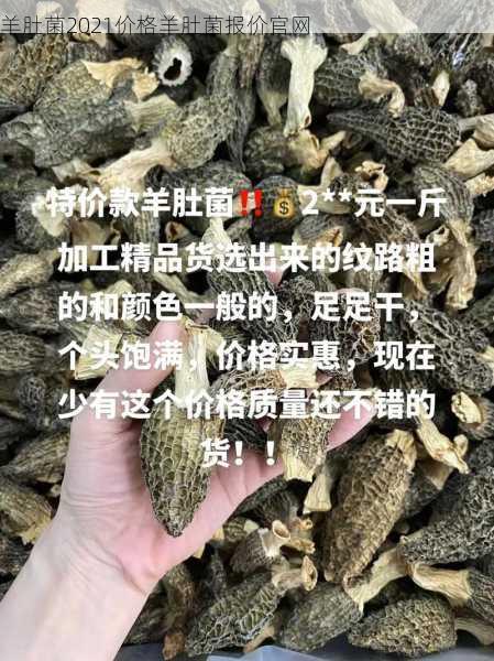 羊肚菌2021价格羊肚菌报价官网第2张-蔬菜基地绿色种植产业带